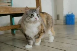 Inaba Twin Packs In Flavored Broth Cat Treats - Tuna Chicken And Scallop - 1.4 Oz - 2 Pack - 6 Pack 17 Inaba Twin Packs In Flavored Broth Cat Treats - Tuna Chicken And Scallop - 1.4 Oz - 2 Pack - 6 Pack -Weruva Shop inaba twin packs in flavored broth cat treats tuna chicken and scallop 14 oz 2 pack 6 pack 443945